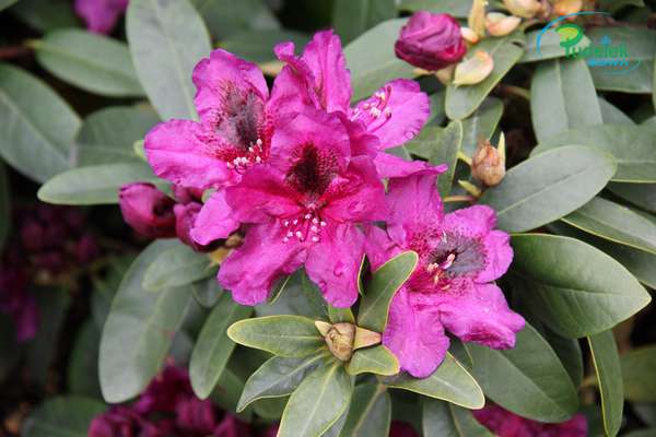 Rhododendron Tamarindos